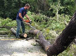 Best Fruit Tree Pruning  in Fincastle, TN
