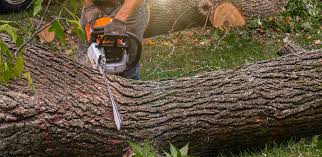 Best Commercial Tree Services  in Fincastle, TN
