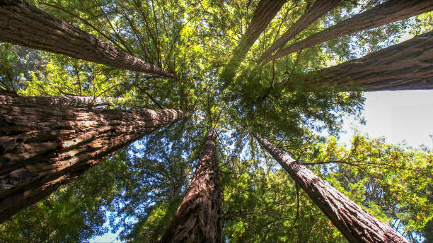 Best Tree Disease Treatment  in Fincastle, TN
