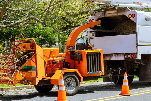 Best Tree and Shrub Care  in Fincastle, TN