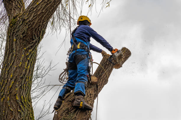 Best Tree Cabling and Bracing  in Fincastle, TN
