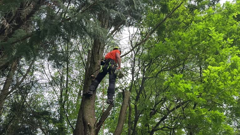 Best Tree Removal  in Fincastle, TN