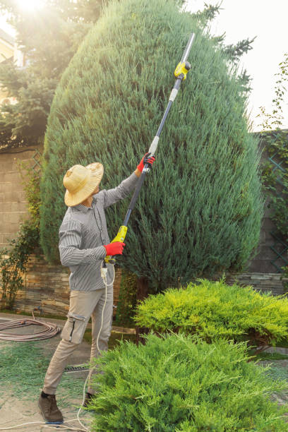 Best Tree Disease Treatment  in Fincastle, TN