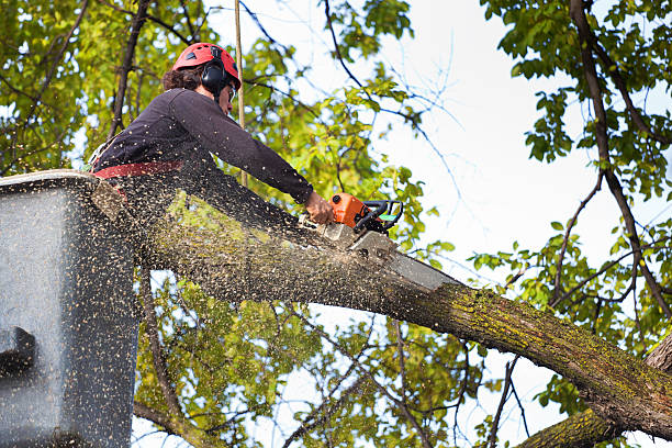 Best Seasonal Cleanup (Spring/Fall)  in Fincastle, TN